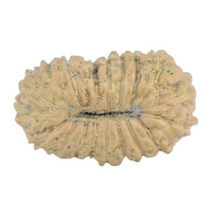 19 Mukhi Rudraksha 14.2mm 0.48gm - Rudraksha back