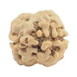 2 Mukhi Rudraksha 24.2mm 2.21gm - Rudraksha back