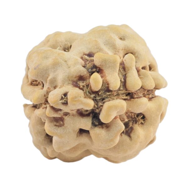 2 Mukhi Rudraksha 24.2mm 2.21gm - Rudraksha back