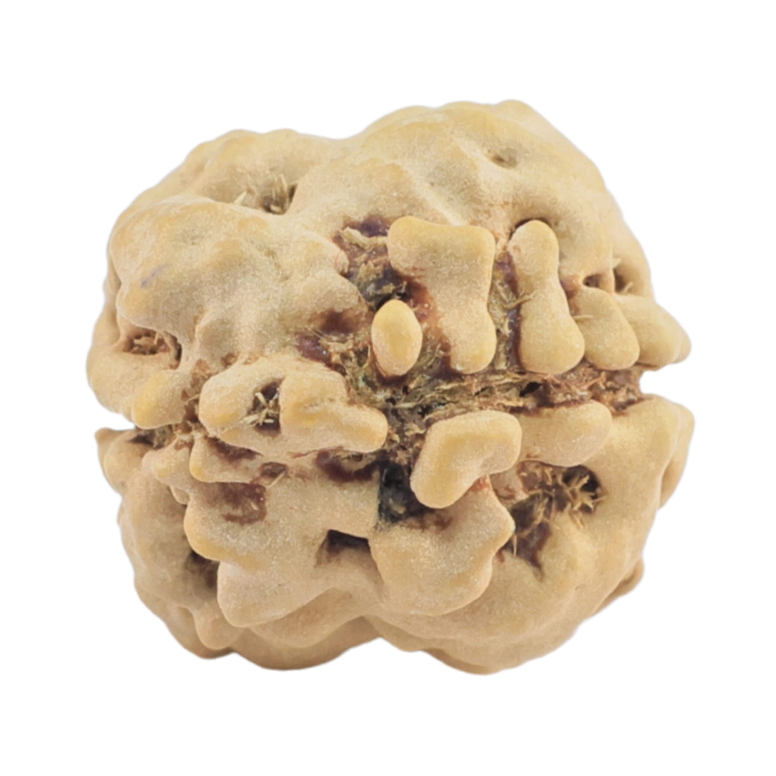 2 Mukhi Rudraksha 24.2mm 2.21gm - Rudraksha back