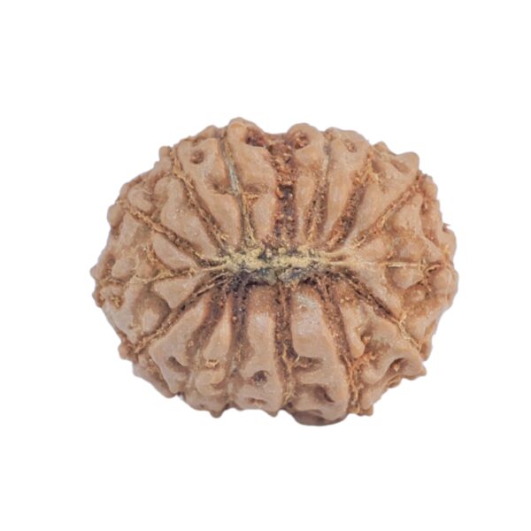 15 Mukhi Rudraksha 17.8mm 1.6gm - Rudraksha back
