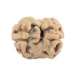 2 Mukhi Rudraksha 17.5mm 1.14gm - Rudraksha back