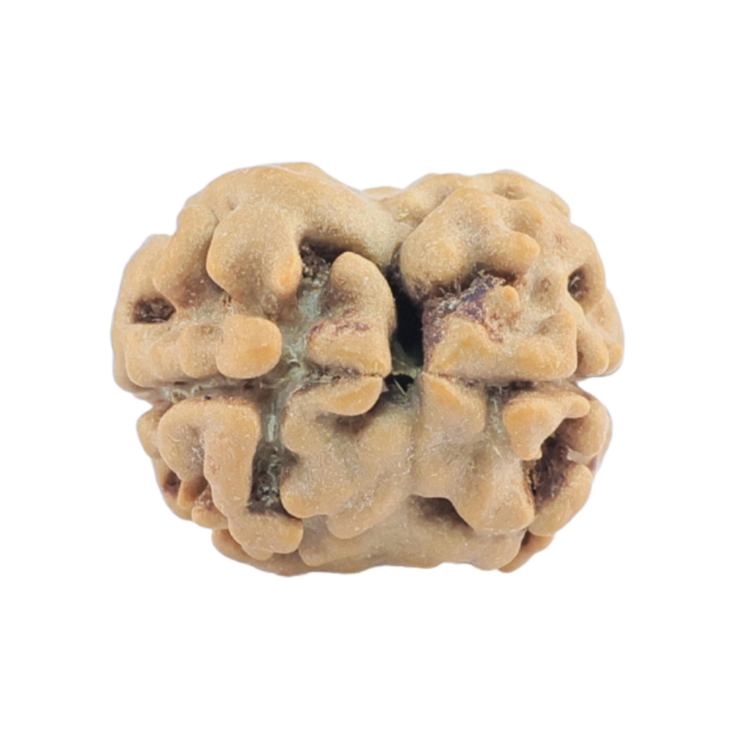 2 Mukhi Rudraksha 17.5mm 1.14gm - Rudraksha back