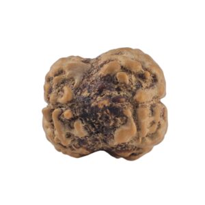 2 Mukhi Rudraksha 20mm 1.63gm - Rudraksha back