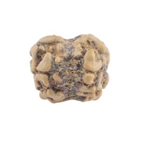 2 Mukhi Rudraksha 19.4mm 1.32gm - Rudraksha back