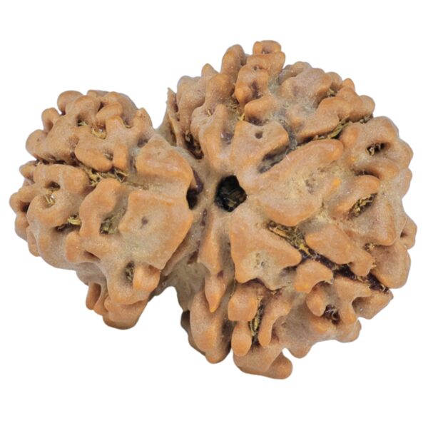 Sawar/Ganesh (6+1) 22.8mm 3gm - Rudraksha back