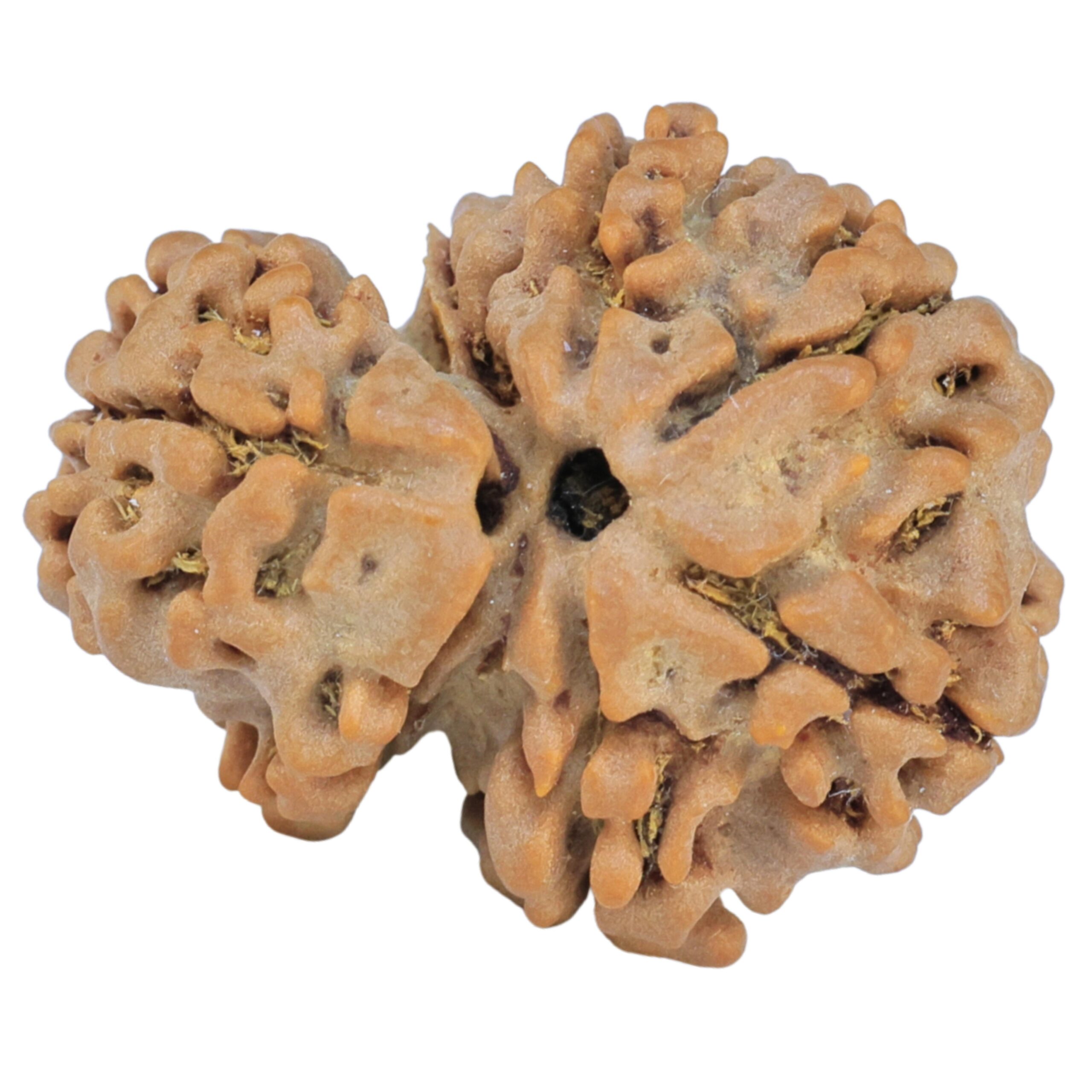 Sawar/Ganesh (6+1) 22.8mm 3gm - Rudraksha back