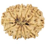 12 Mukhi Rudraksha 25.6mm 3.1gm - Rudraksha back