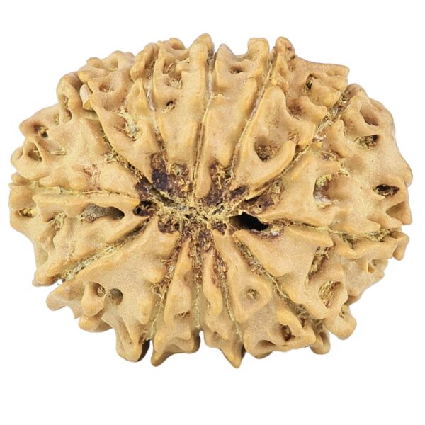 12 Mukhi Rudraksha 25.6mm 3.1gm - Rudraksha back