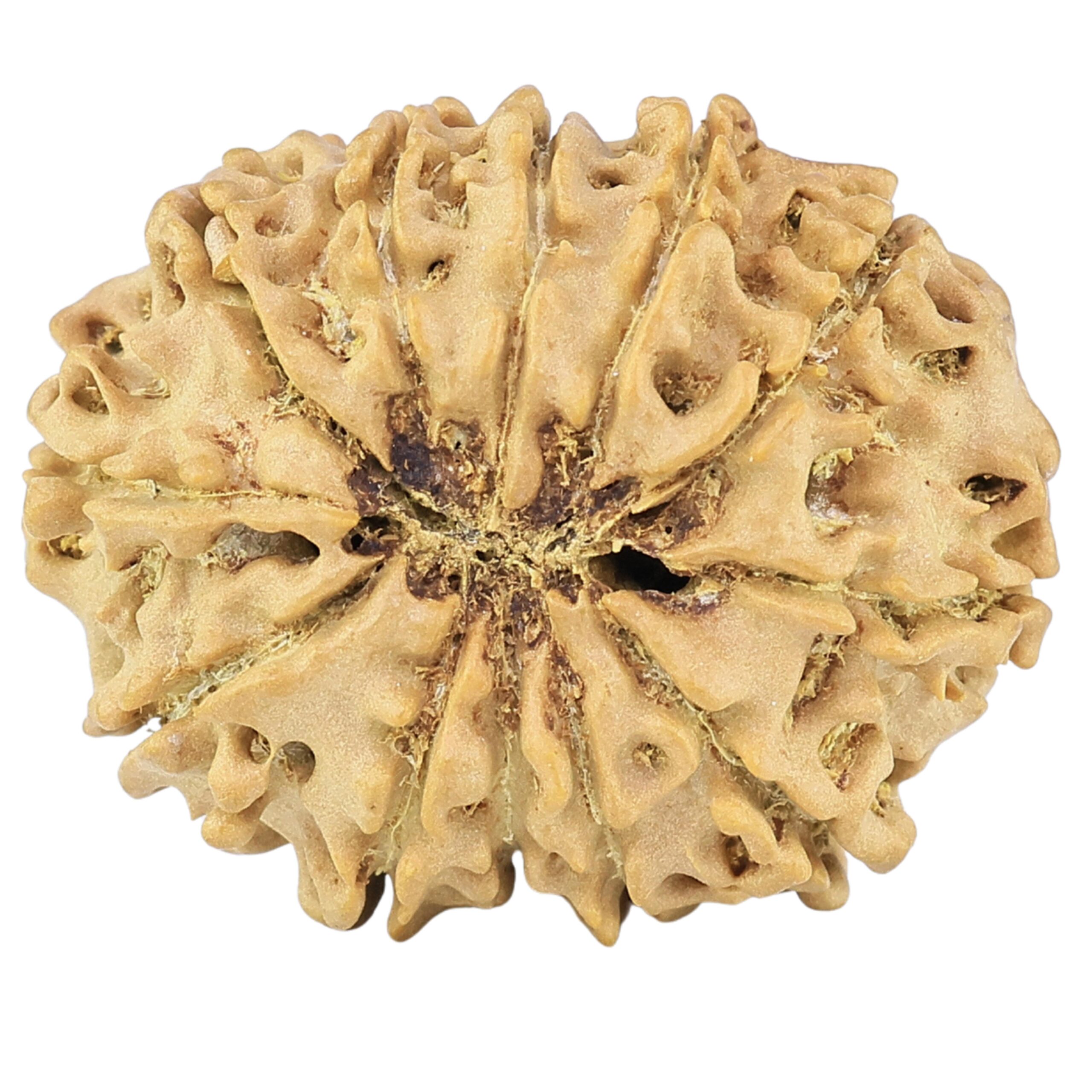 12 Mukhi Rudraksha 25.6mm 3.1gm - Rudraksha back