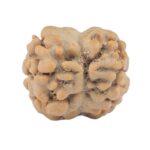 2 Mukhi Rudraksha 17.6mm 1.37gm - Rudraksha back