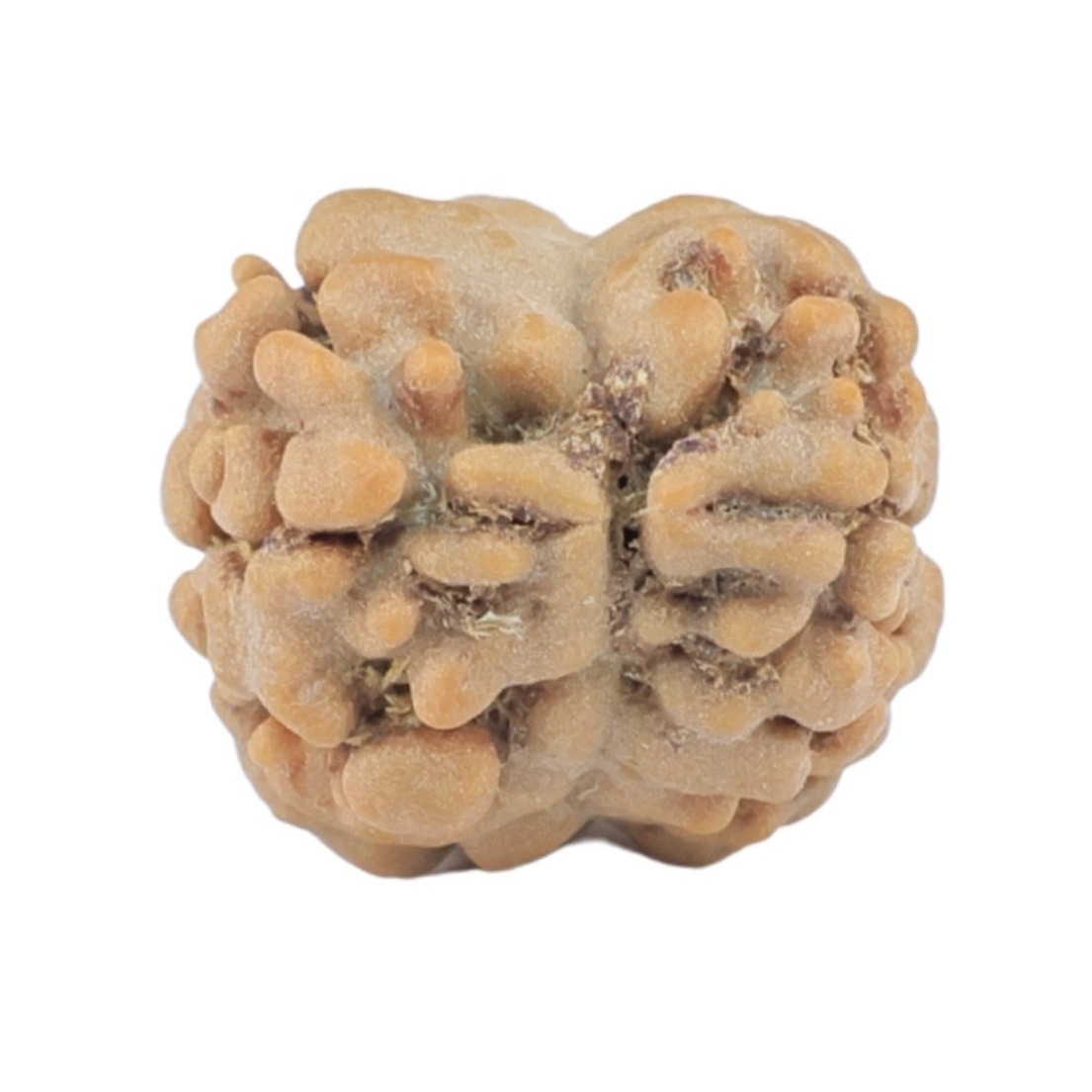 2 Mukhi Rudraksha 17.6mm 1.37gm - Rudraksha back