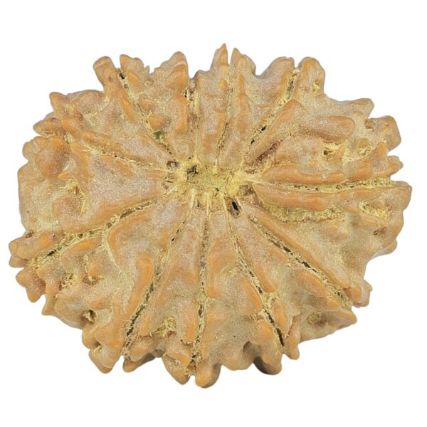 11 Mukhi Rudraksha 24.2mm 3.14gm - Rudraksha back