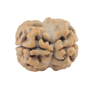 2 Mukhi Rudraksha 21.3mm 2.27gm - Rudraksha back