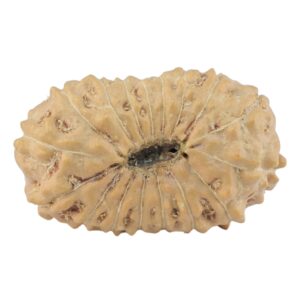 17 Mukhi Rudraksha 21.5mm 1.41gm - Rudraksha back