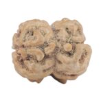 2 Mukhi Rudraksha 24.2mm 2.7gm - Rudraksha back