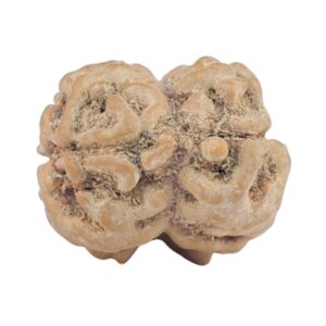 2 Mukhi Rudraksha 24.2mm 2.7gm - Rudraksha back