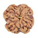 1MK(Underdeveloped) 21.4mm 3.18gm - Rudraksha back
