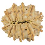 12 Mukhi Rudraksha 21.4mm 2.7gm - Rudraksha back