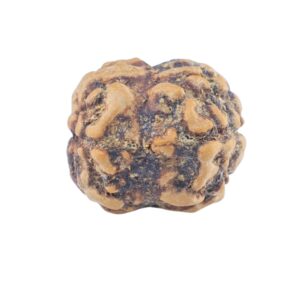 2 Mukhi Rudraksha 20.9mm 2gm - Rudraksha back