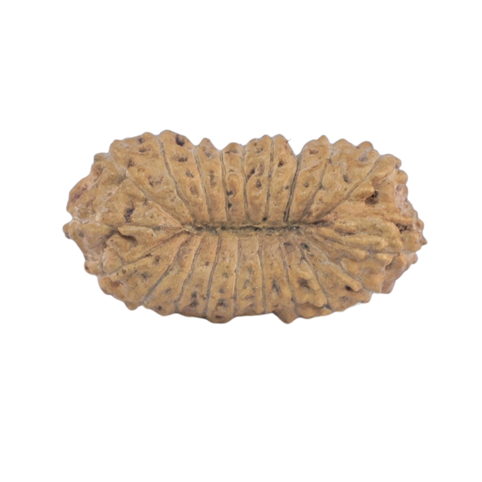 20 Mukhi Rudraksha 16mm 0.42gm - Rudraksha back