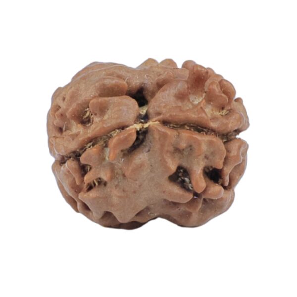 2 Mukhi Rudraksha 15.4mm 1.11gm - Rudraksha back