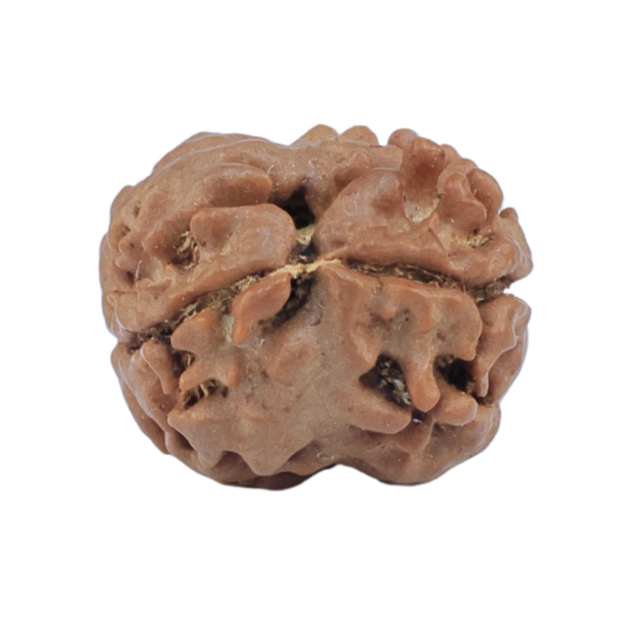 2 Mukhi Rudraksha 15.4mm 1.11gm - Rudraksha back