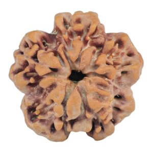 1MK(Underdeveloped) 23.5mm 4gm - Rudraksha back