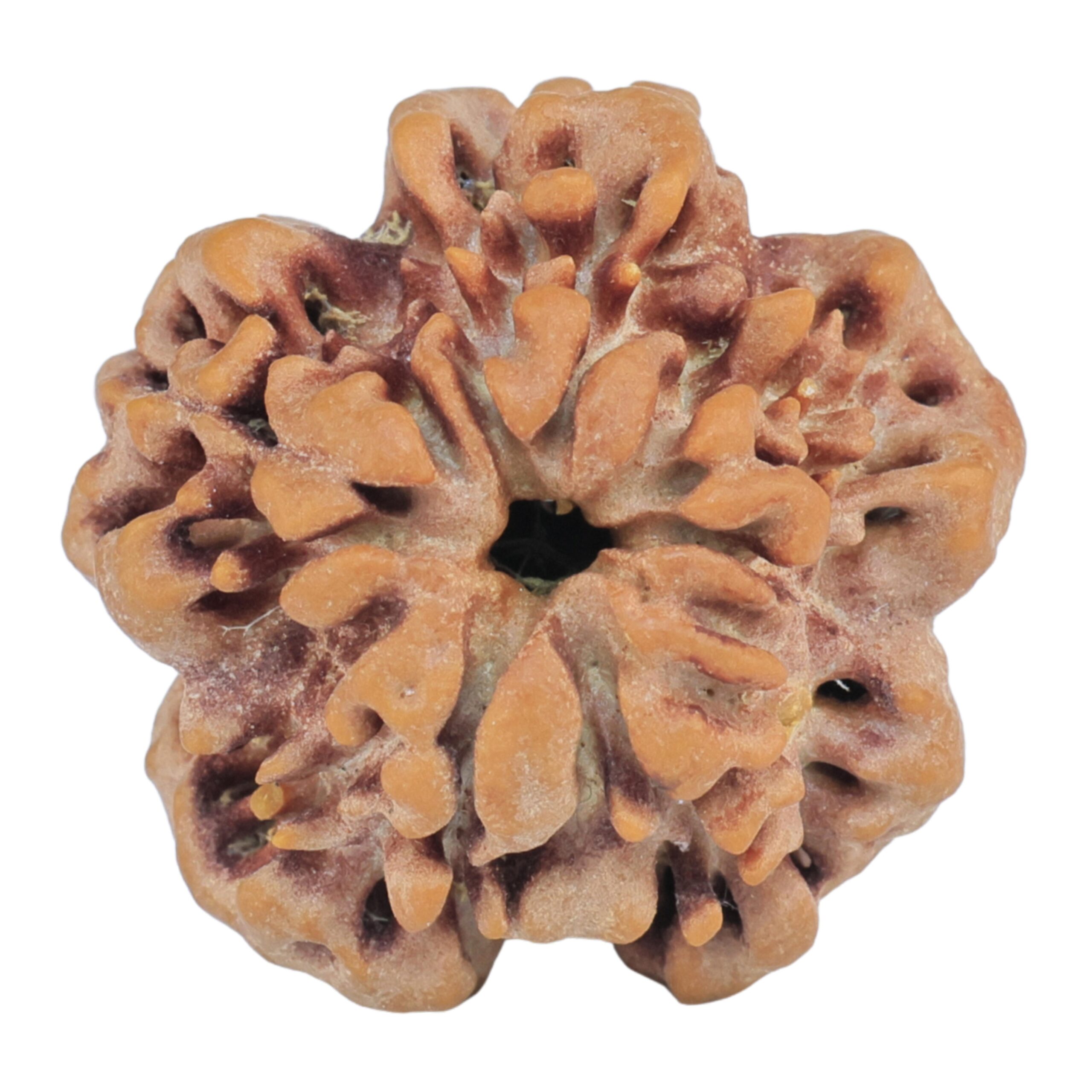 1MK(Underdeveloped) 23.5mm 4gm - Rudraksha back