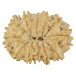 12 Mukhi Rudraksha 22.2mm 2.16gm - Rudraksha back