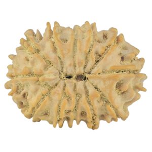 12 Mukhi Rudraksha 22.2mm 2.16gm - Rudraksha back