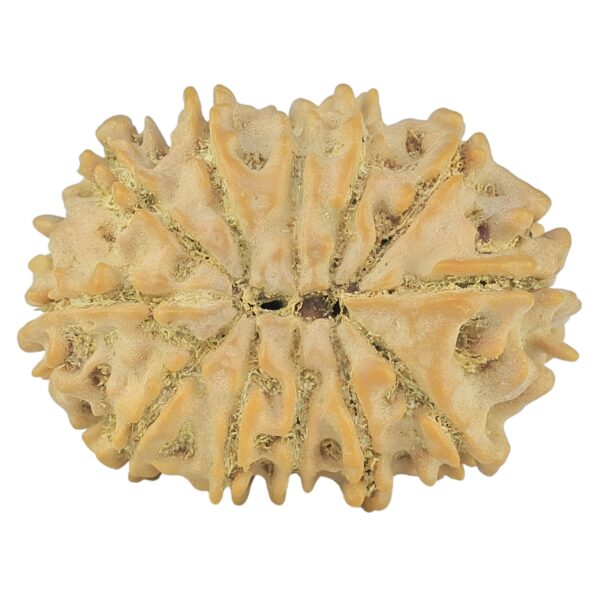 12 Mukhi Rudraksha 22.2mm 2.16gm - Rudraksha back