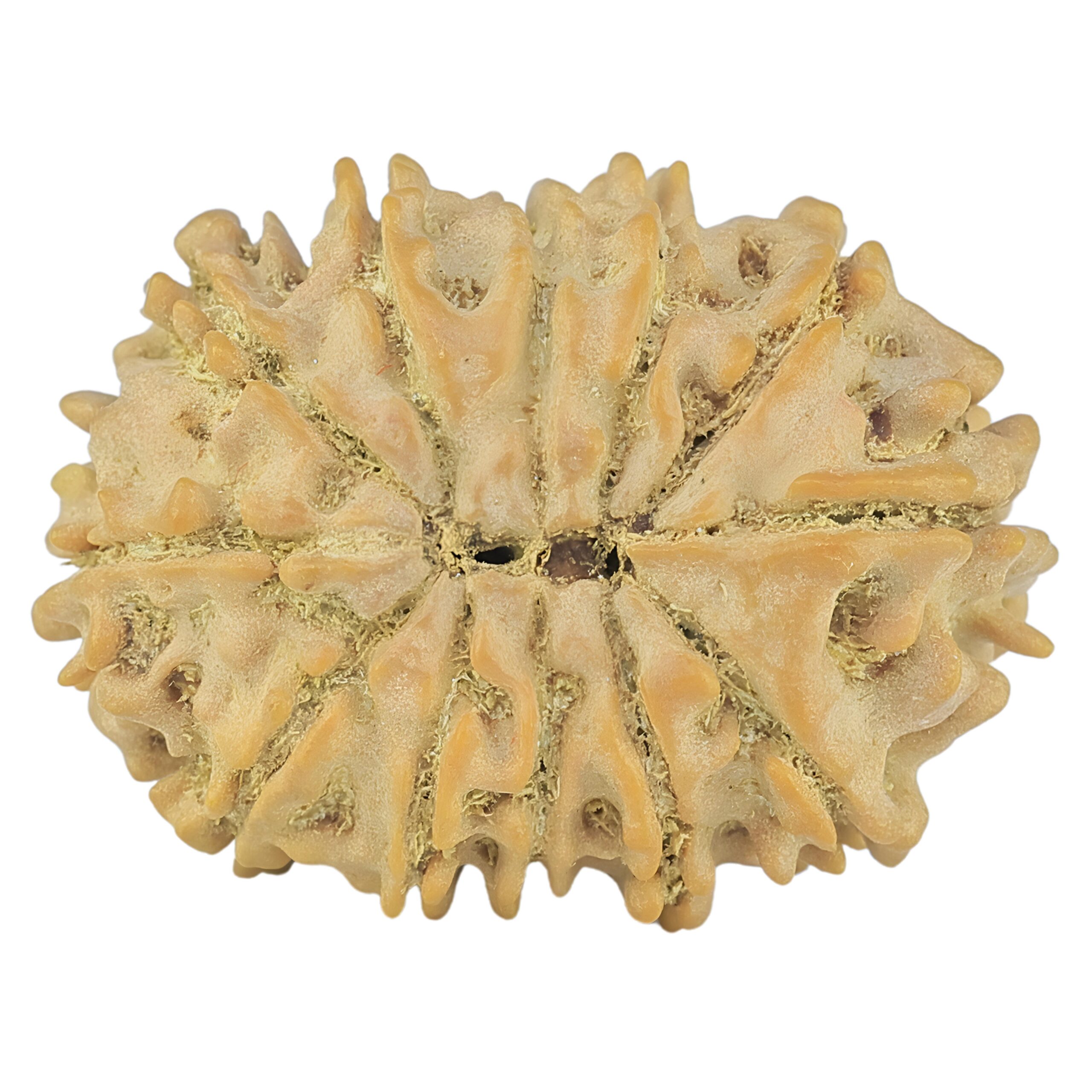 12 Mukhi Rudraksha 22.2mm 2.16gm - Rudraksha back