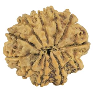 11 Mukhi Rudraksha 24.5mm 3.4gm - Rudraksha back