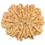 12 Mukhi Rudraksha 33.4mm 8.67gm - Rudraksha back