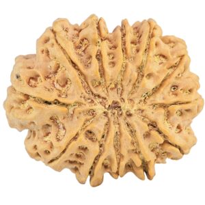 12 Mukhi Rudraksha 33.4mm 8.67gm - Rudraksha back