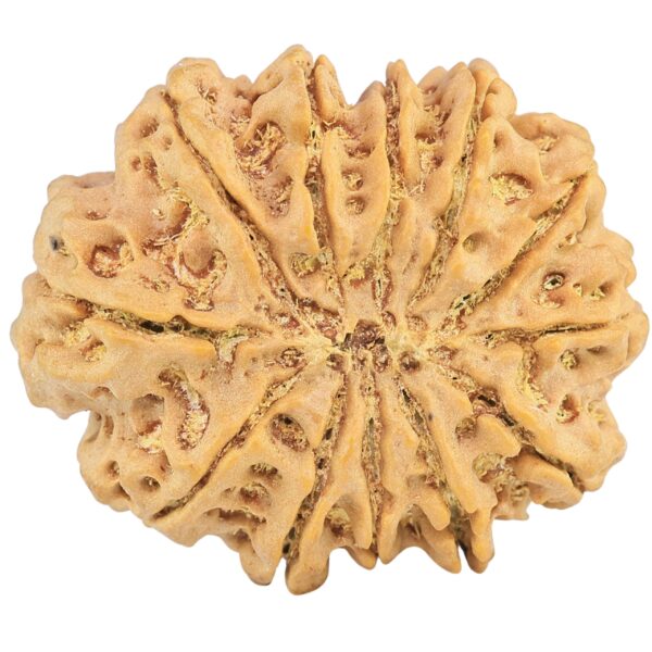12 Mukhi Rudraksha 33.4mm 8.67gm - Rudraksha back