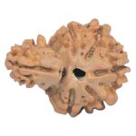 Sawar/Ganesh (5+1) 23.9mm 3gm - Rudraksha back
