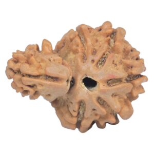 Sawar/Ganesh (5+1) 23.9mm 3gm - Rudraksha back