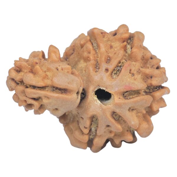 Sawar/Ganesh (5+1) 23.9mm 3gm - Rudraksha back