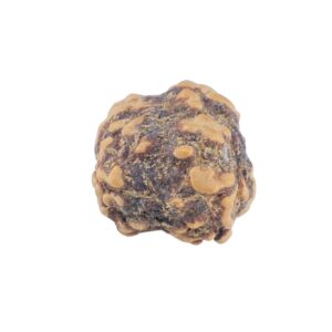 2 Mukhi Rudraksha 20.3mm 1.42gm - Rudraksha back