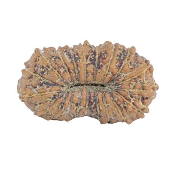 20 Mukhi Rudraksha 15.9mm 0.65gm - Rudraksha back