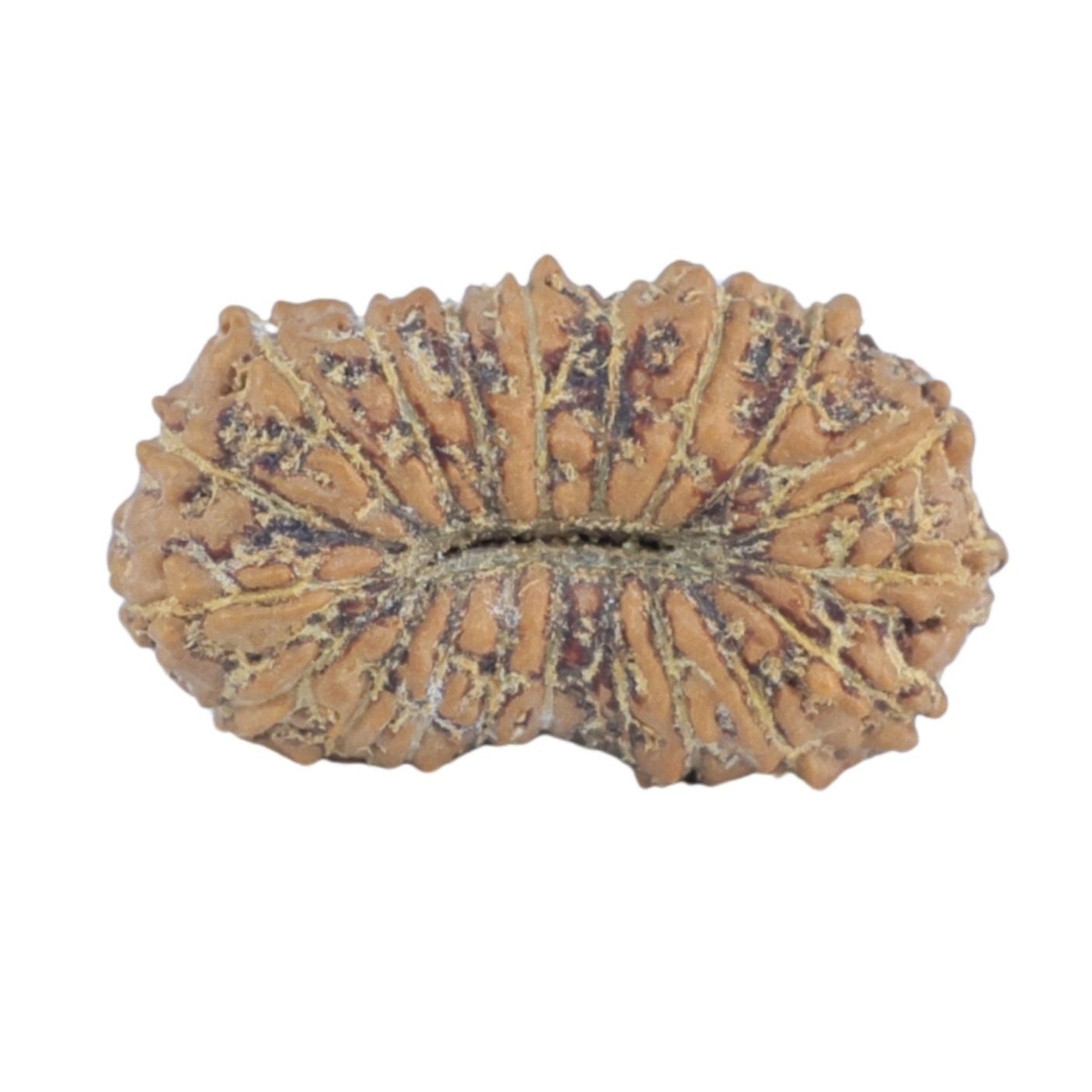 20 Mukhi Rudraksha 15.9mm 0.65gm - Rudraksha back