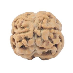 2 Mukhi Rudraksha 18.8mm 1.31gm - Rudraksha back