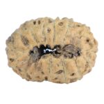 16 Mukhi Rudraksha 19.2mm 1gm - Rudraksha back