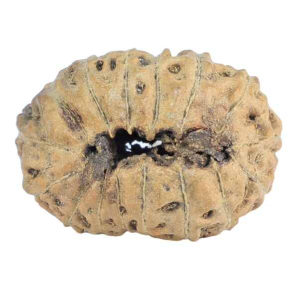 16 Mukhi Rudraksha 19.2mm 1gm - Rudraksha back