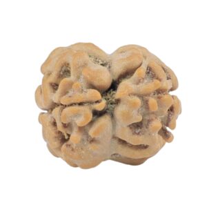 2 Mukhi Rudraksha 18.5mm 1.46gm - Rudraksha back