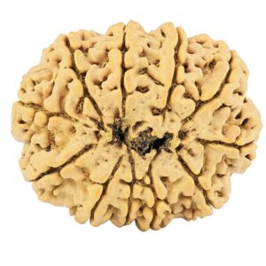 11 Mukhi Rudraksha 31.6mm 6.89gm - Rudraksha back