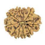 10 Mukhi Rudraksha 25.2mm 3.18gm - Rudraksha back