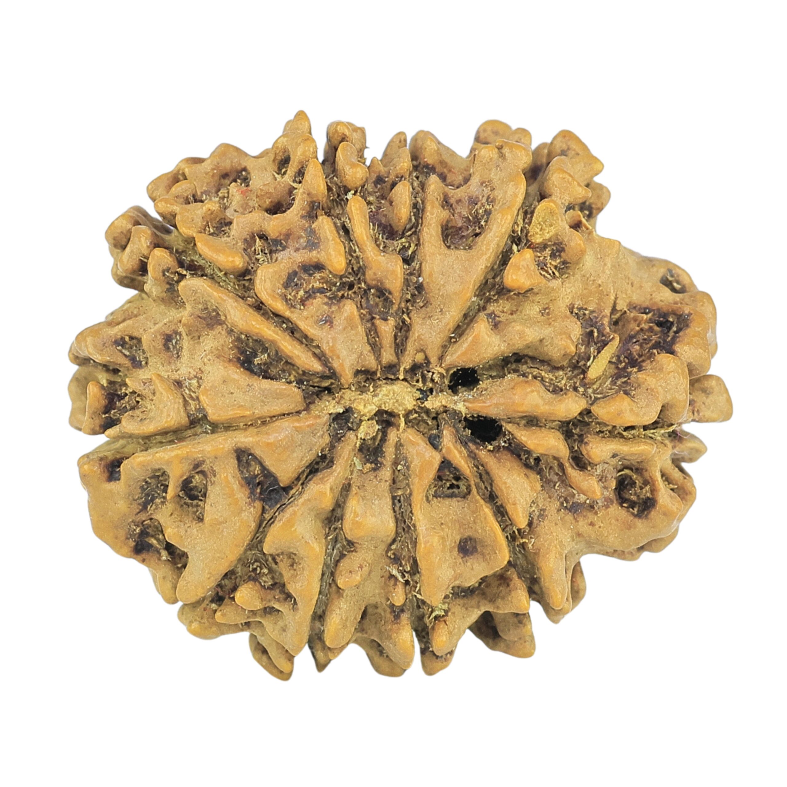 10 Mukhi Rudraksha 25.2mm 3.18gm - Rudraksha back